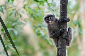 Fototapeta premium A curious young Indochinese Grey Langur sits in a tree in Thailand, Asia.