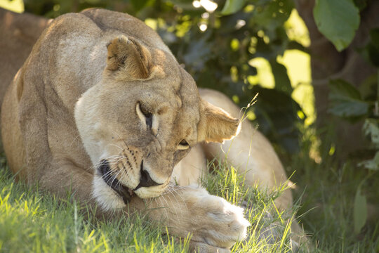 Lioness, Okavango Delta, Botswana, Africa