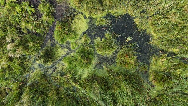 Lush Green Wetland Marsh and Dark Water Aerial View