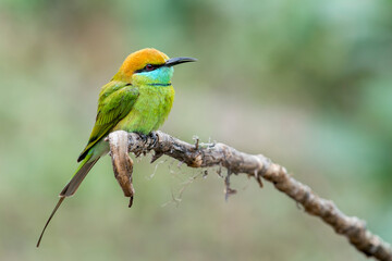 Fototapeta premium An Asian Green Bee-eater on a branch in Thailand, Asia.