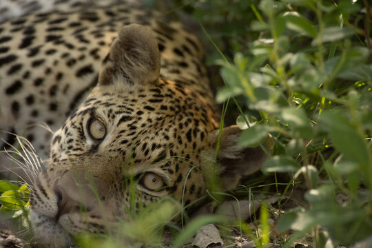 Leopard, Okavango Delta, Botswana, Africa