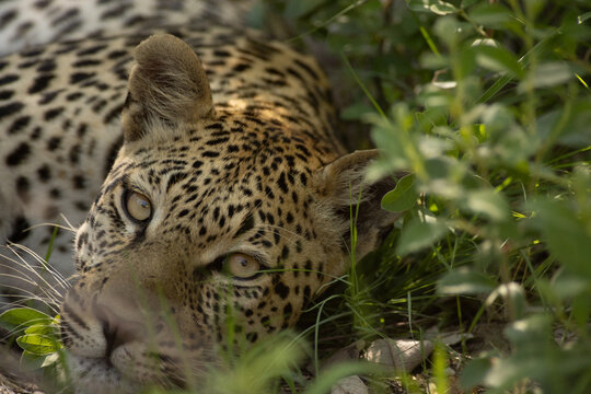 Leopard, Okavango Delta, Botswana, Africa
