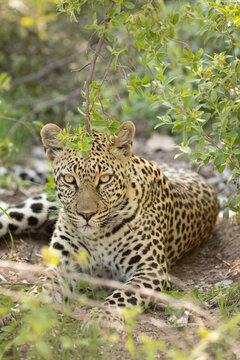Leopard, Okavango Delta, Botswana, Africa