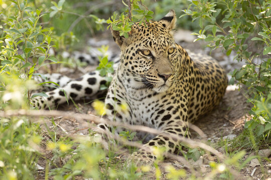 Leopard, Okavango Delta, Botswana, Africa