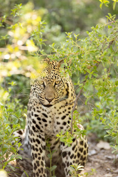 Leopard, Okavango Delta, Botswana, Africa