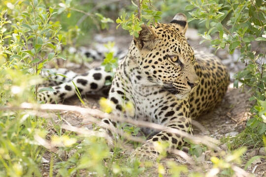 Leopard, Okavango Delta, Botswana, Africa