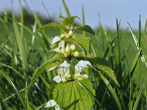 Isolated close-up of a white dead-nettle (lamium album L.) in between grass in a field in Bonn, Germany. Concept: weeding, weeds, biodiversity