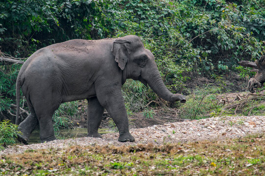 An Asian Elephant is walking in a field in Thailand, Asia.