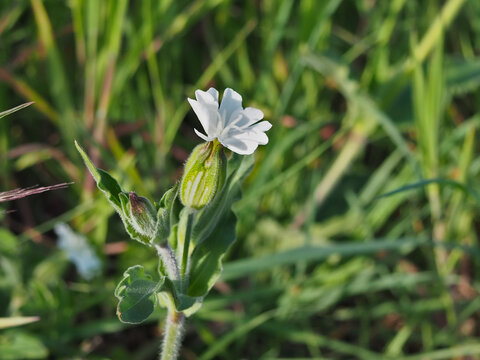 Isolated close-up of a white campion (Silene latifolia Poir.) or bladder champion in a field. Bonn, Germany