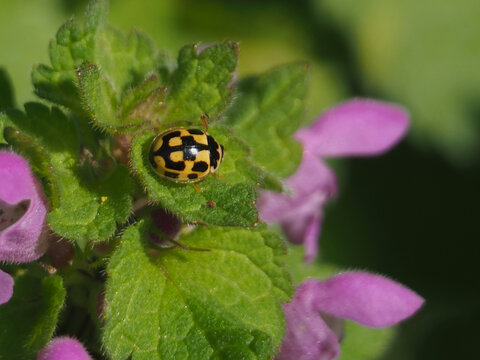 Close-up of a propylea quatuordecimpunctata or 14-spotted ladybird (P-14) on the leaf of a laminum purpureum L. or pruple dead-nettle. Bonn, Germany