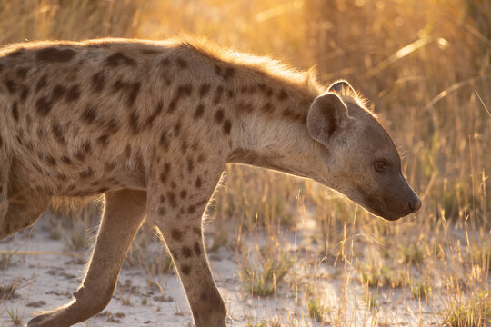 Hyena, Okavango Delta, Botswana, Africa