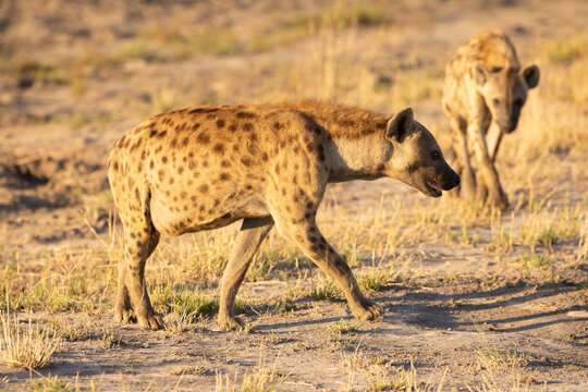 Hyena, Okavango Delta, Botswana, Africa