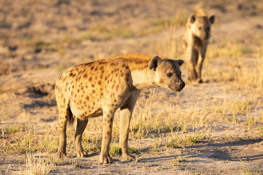 Hyena, Okavango Delta, Botswana, Africa