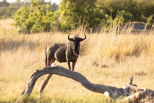 Wildebeest, Okavango Delta, Botswana, Africa