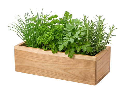 Herbs in a wooden planter box on white background  chives rosemary parsley transparent background