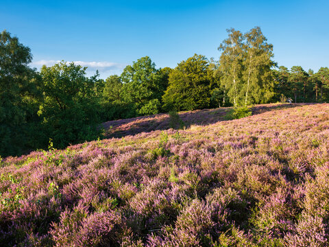 Heidebl&uuml;te in der L&uuml;neburger Heide, Niedersachsen, Deutschland