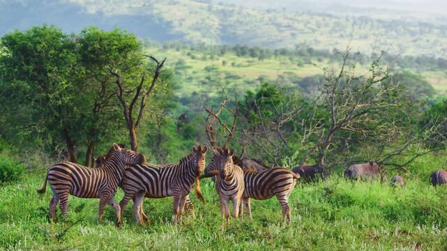 A herd of Burchell's zebra (Equus quagga burchellii) Looking towards the camera in south africa.