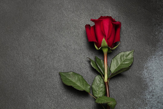Red rose lies on a dark surface with green leaves attached showing a simple display space for text