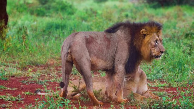 Lion and Lioness couple together during mating season.