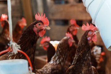 Brown hens living in a latin american chicken coop © Jordan