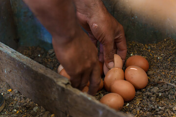 Latin american farmer collecting fresh organic chicken eggs © Jordan