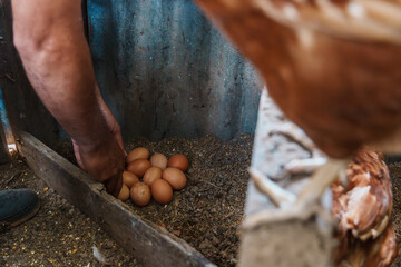 Latin american farmer collecting fresh eggs from chicken coop © Jordan