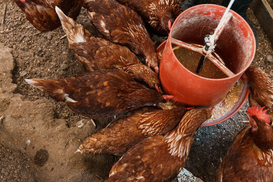 Chickens eating feed from a red feeder on a farm