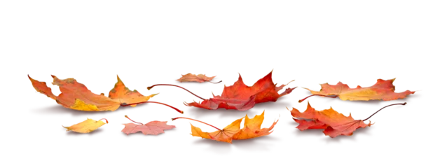 Fotobehang Waterval maple leaf isolated on white transparent background autumn season concept  © Aleksandr Matveev