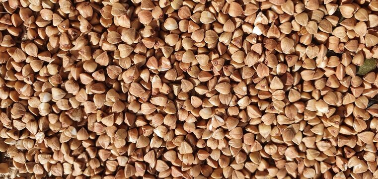 Whole grain buckwheat. Close-up of buckwheat. Buckwheat on burlap. Buckwheat texture. Healthy eating, seeds, grains, diet.