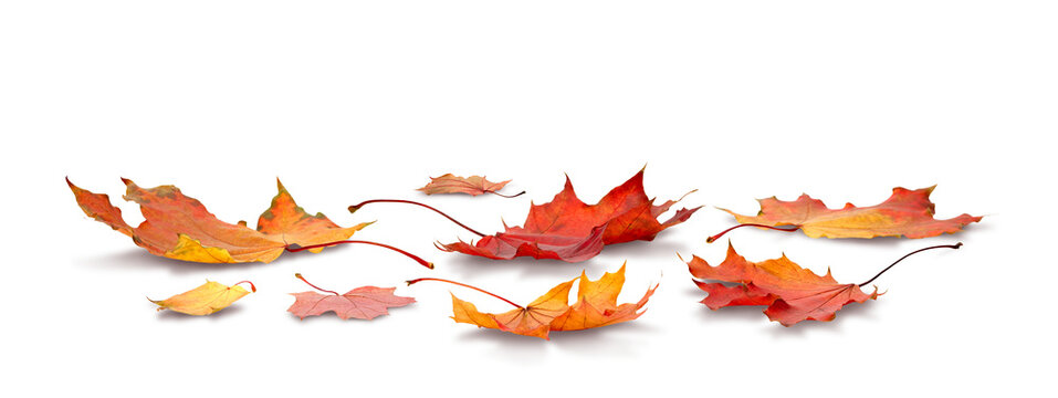 maple leaf isolated on white transparent background autumn season concept