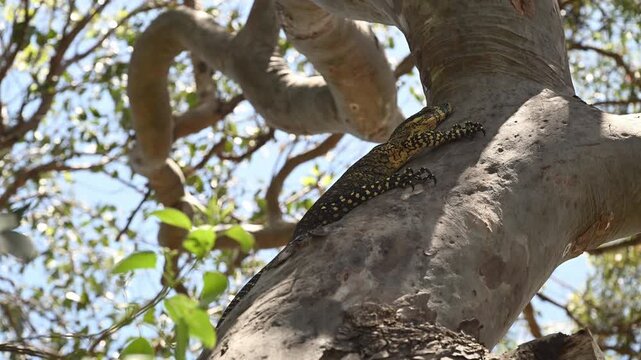Large lace monitor lizard,  Varanus varius, resting in tropical tree on Fraser Island K'gari, Queensland, Australia. Exotic wildlife in coastal paradise, popular travel and off-road destination.