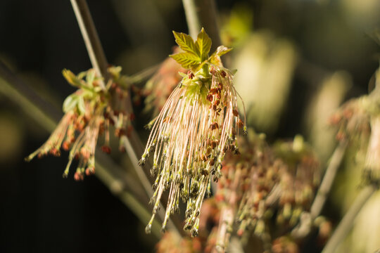 ash-leaf maple (Acer negundo) flowers