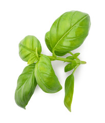 Fototapeta premium Sprig with green basil leaves isolated on white, top view