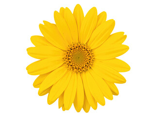 Obraz premium A single bright yellow flower sits on a clean white background, perfect for any occasion where simplicity and elegance are needed