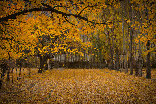 View of golden autumn leaves covering the ground and trees at District Council Ghanche Khaplu, Baltistan, Pakistan.