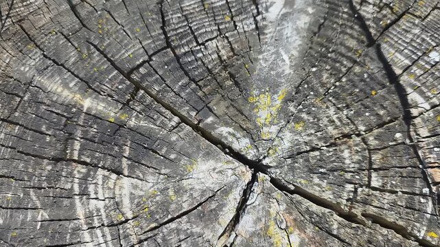 An Intricate Close-Up View of a Tree Stump Illustrating Natural Aging and Textural Details with Lush Green Grass in the Background