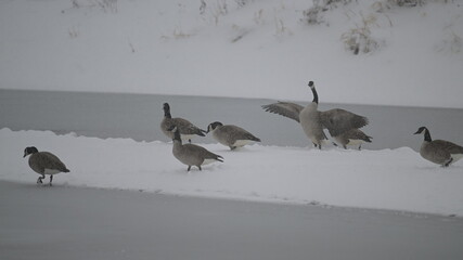 canadian geese in winter, canadian geese in winter, bird on the snow, nature, season, Canada, Alberta, weather, outdoor, landscape, winter, wildlife, wild © Peter