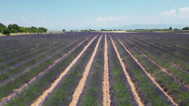 Un champ de lavande dans le sud de la France en plein &eacute;t&eacute;