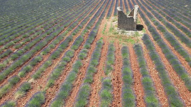 Un champ de lavande dans le sud de la France en plein &eacute;t&eacute;