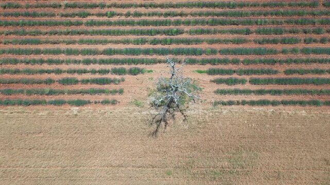 Un arbre au milieu d'un champs de lavande