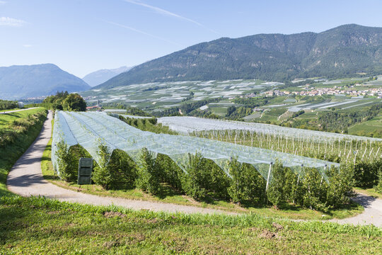 View of an apple farm in Romeno with protective netting over rows of trees and mountains in the background Italy.