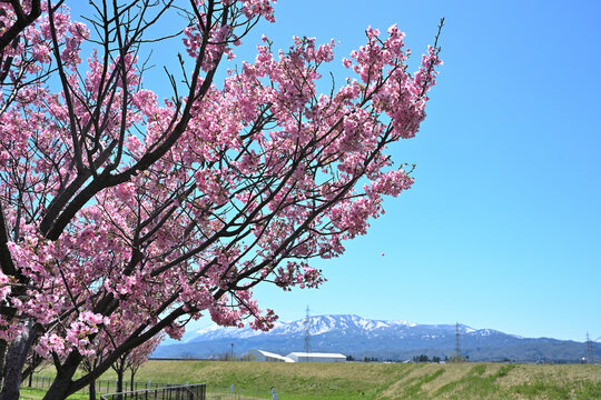 謙信公園の桜並木と妙高山（新潟県上越市）