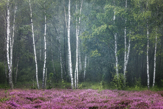 View of a birch forest with white trunks and a blooming purple heather field in the foreground Palmiry, Masovian Voivodeship, Poland.