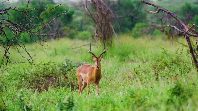 4K view of an African impala or rooibok (Aepyceros melampus) grazing in Savanah.