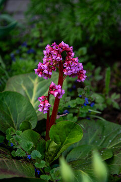 Bergenia (badan) inflorescence, ornamental plant in the garden, close up. April flowers.