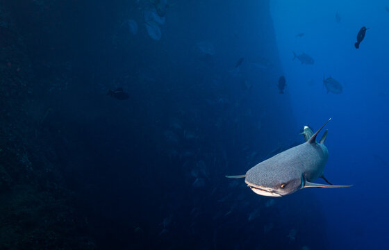 Whitetip Reef Shark at Roca Partida Seamount, Socorro Islands, Mexico