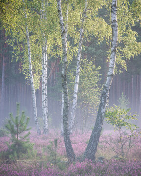 View of birch trees standing in a field of blooming purple heather with a misty pine forest in the background Palmiry, Masovian Voivodeship, Poland.