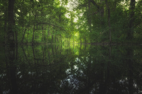 View of a serene flooded forest with lush green trees reflecting on the calm water surface under a soft canopy light Palmiry, Masovian Voivodeship, Poland.