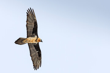 Fototapeta premium bearded vulture
