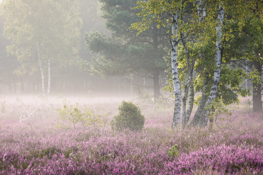 View of blooming purple heather field surrounded by birch and pine trees shrouded in morning mist Palmiry, Masovian Voivodeship, Poland.